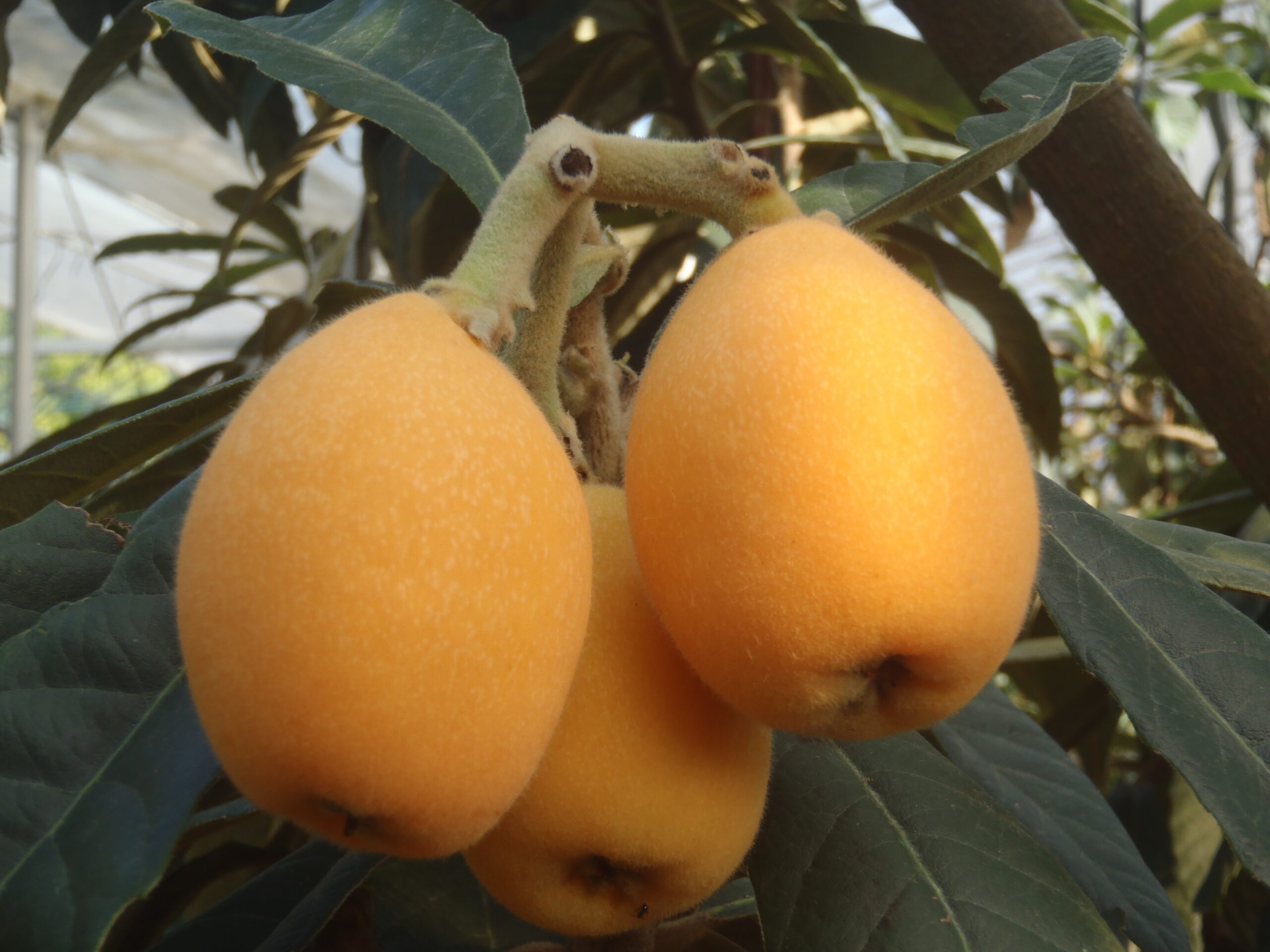 08:【涼風 /赤秀/3ⅬサイズSP ストレートパック入り1kg】 2箱セット - 画像 (6)