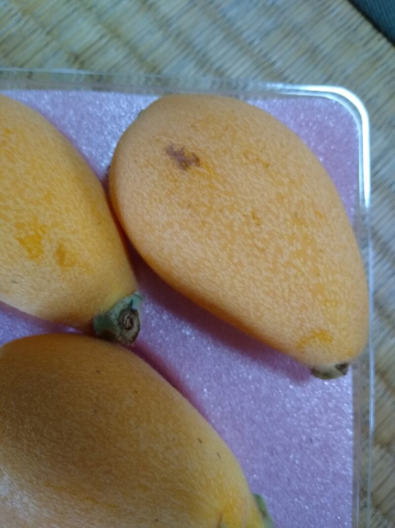 １１：【涼風 】/訳あり商品( 規格外)2Ⅼ・Ⅼｻｲｽﾞ平パック入り1kg - 画像 (2)