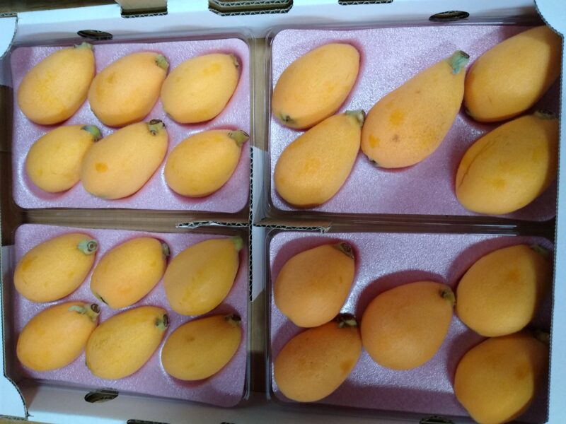 １１：【涼風 】/訳あり商品( 規格外)2Ⅼ・Ⅼｻｲｽﾞ平パック入り1kg
