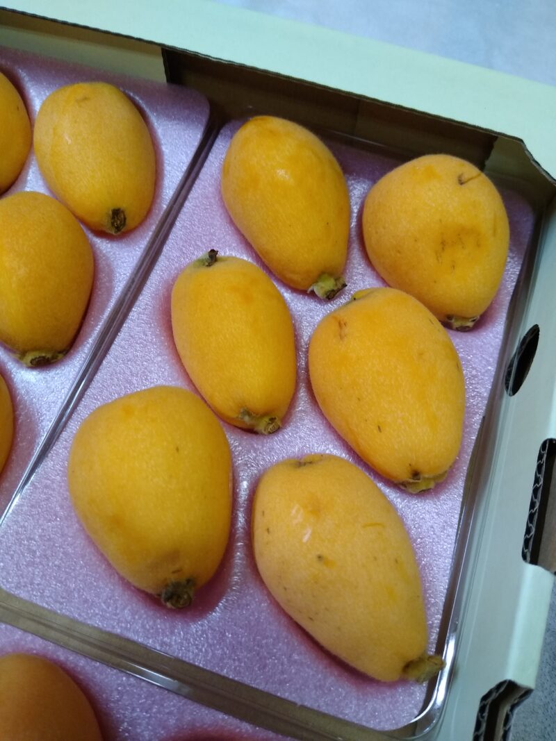 【夏たより /訳あり商品( 規格外 )/2Ⅼ・Ⅼ ｻｲｽﾞ平パック入り1kg】 - 画像 (4)