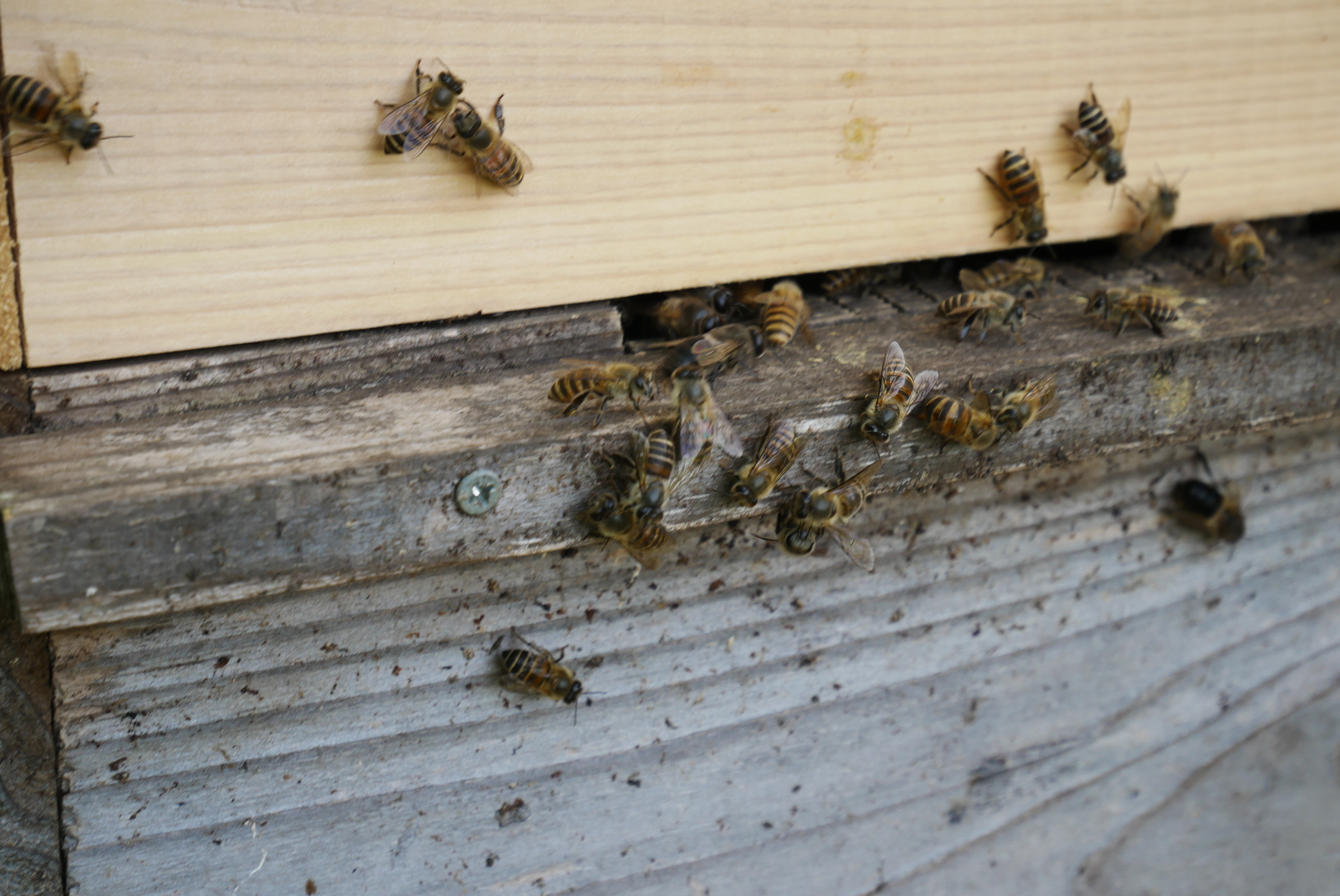 頑張る！受粉の 『日本蜜蜂』分蜂するか？